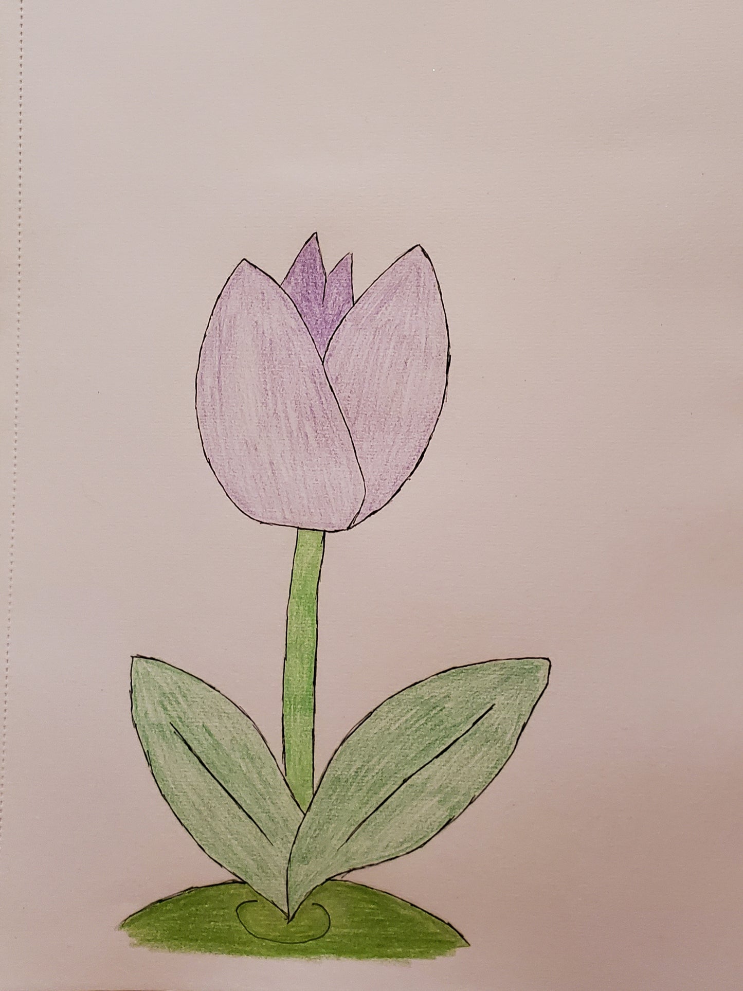 Tulip
